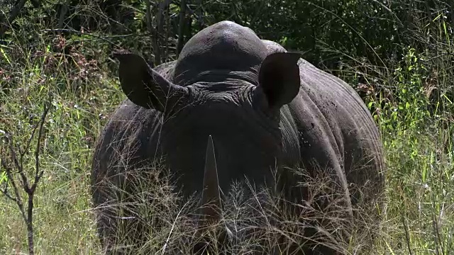 犀牛站在深草丛中转过头。视频下载