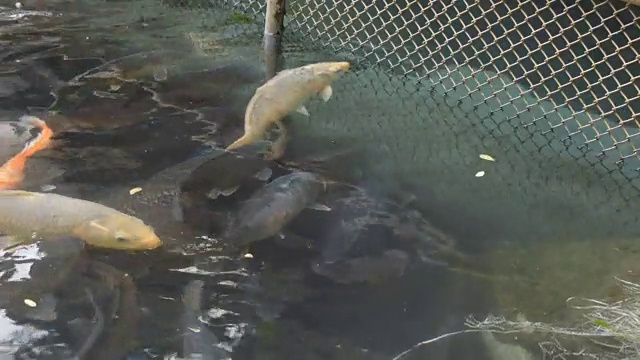 一群鱼在池塘里游泳。视频素材