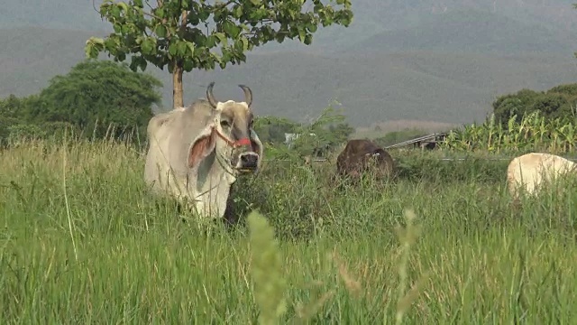 白奶牛在草地上吃草。视频素材