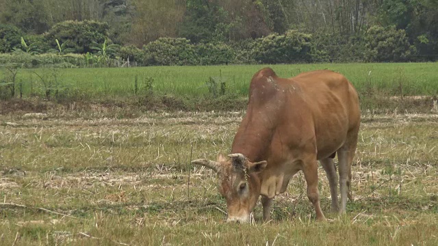 棕色的奶牛在田野里吃草。视频素材
