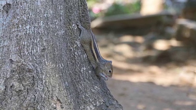 花栗鼠坐在公园的树干上吃种子。森林在背景。近距离视频素材