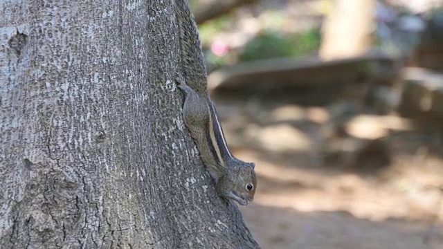 花栗鼠坐在公园的树干上吃种子，然后逃跑。森林在背景。近距离视频素材