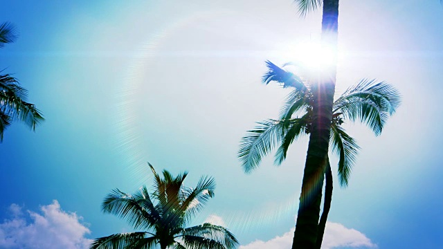 棕榈树热带镜头光晕，椰子树天空剪影，大叶子视频素材