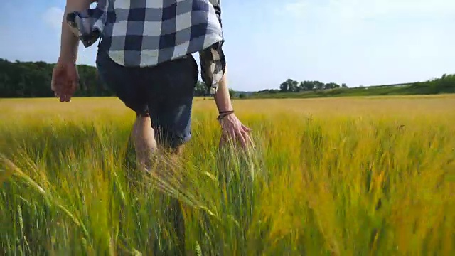 男人的手在田里移动着小麦。绿草如茵的草地，夏日里人们用手抚摸着种子。一个家伙穿过麦田。近距离视频购买