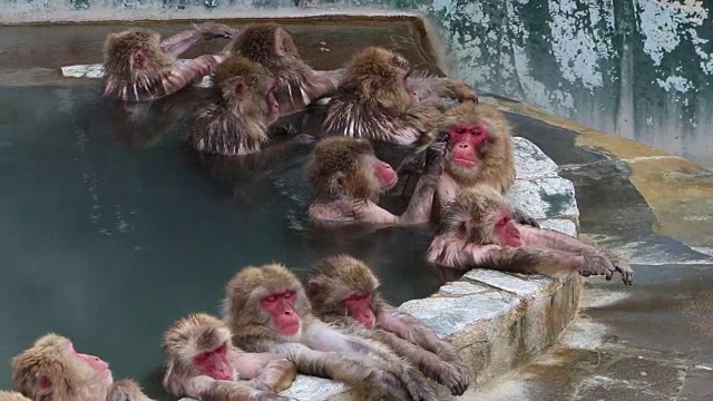 温泉里的猴子温泉视频购买