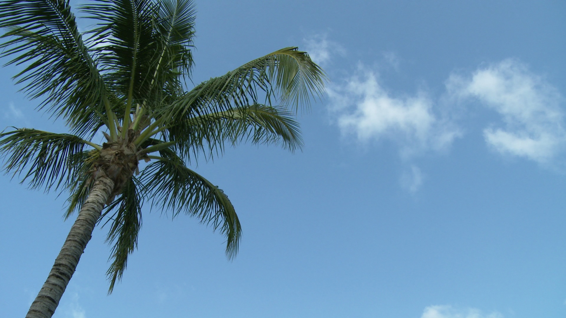 洛杉矶，棕榈树顶，蓝天，阿巴科群岛，巴哈马视频素材