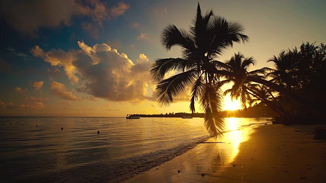 多米尼加共和国蓬塔卡纳的棕榈树和热带海滩视频素材