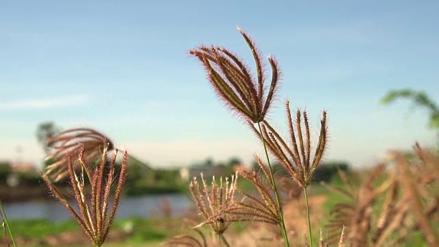 草花移动的慢动作镜头视频素材