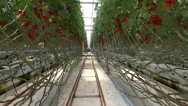 在温室里成熟的番茄视频素材