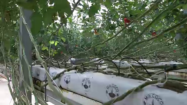 在温室里成熟的番茄视频素材