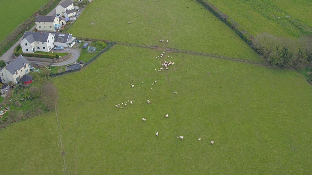 农场工人与羊群，空中跟踪拍摄视频素材