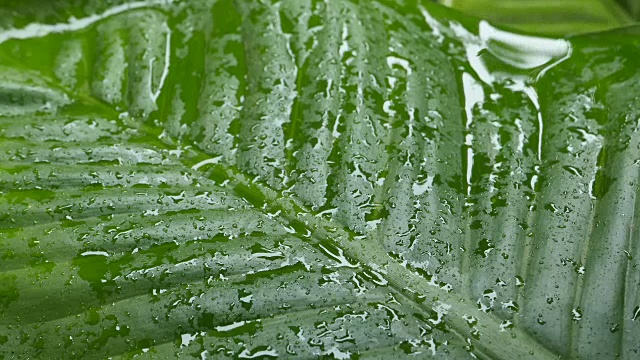 在热带森林里，雨水落在新鲜的绿叶上。视频素材