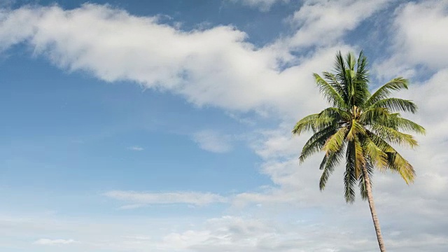 一棵孤独的椰子树视频下载