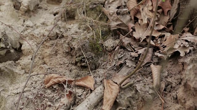 森林中的蟾蜍视频下载