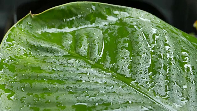 在热带森林里，雨水落在新鲜的绿叶上。视频素材