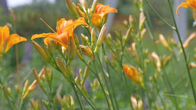 家中花园里种着黄色和橙色的百合花。视频下载