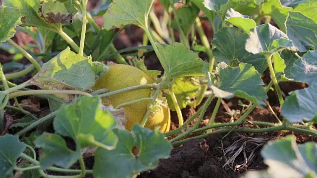 年轻的农民在有机生态农场的田地里收获成熟的甜瓜。视频素材