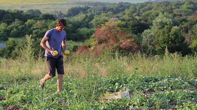 年轻的农民在有机生态农场的田地里收获成熟的甜瓜。视频素材