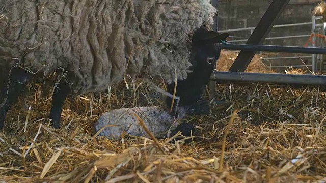 母羊在牲口棚里生产后舔自己的小羊羔视频素材