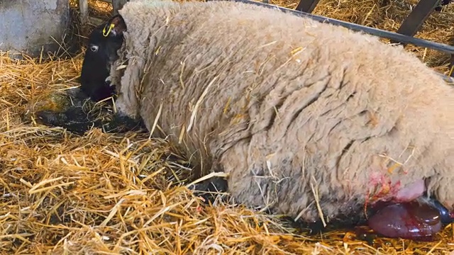 母羊在稻草覆盖的谷仓里生下她的小羊羔视频素材
