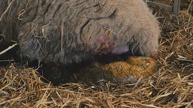 母羊在稻草覆盖的谷仓里生下她的小羊羔视频素材