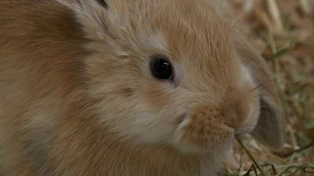 兔子宝宝棕色特写视频素材