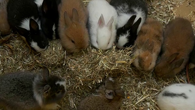 一些兔子吃视频素材