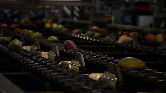 芒果水果包装生产线视频素材