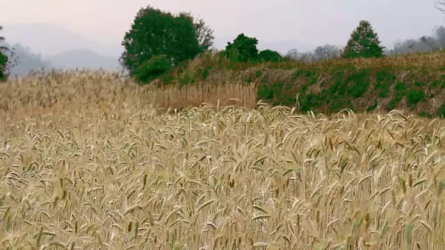 近距离的金色小麦作物吹在风中视频下载