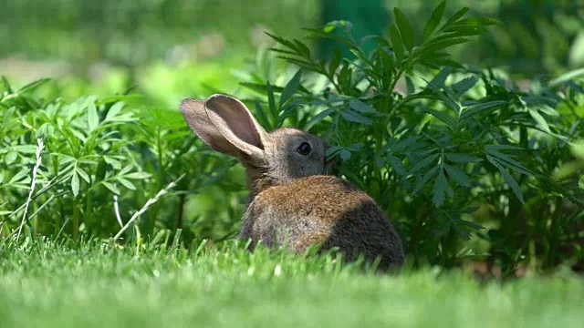 可爱的灰色棉尾兔在花园里吃草视频素材