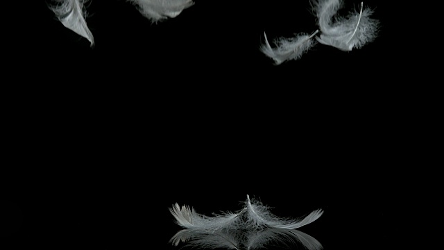白色羽毛落在黑色背景，诺曼底，慢镜头4K视频素材
