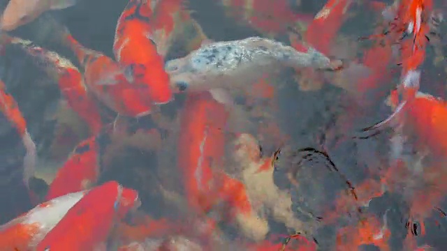 色彩斑斓的鲤鱼鱼在池塘里游泳。视频下载