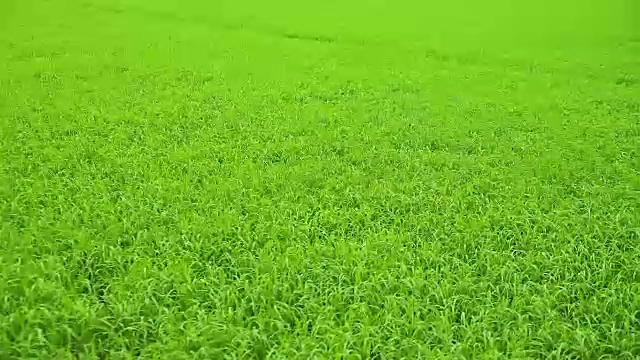 风景优美的稻田在风中摇曳。视频下载
