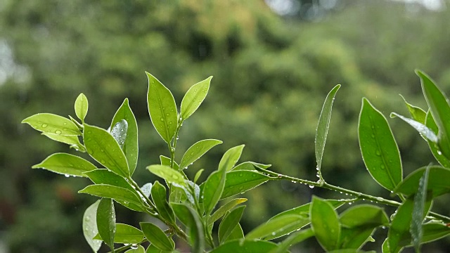 在热带森林里，雨水落在新鲜的绿叶上。清新休闲花园视频素材