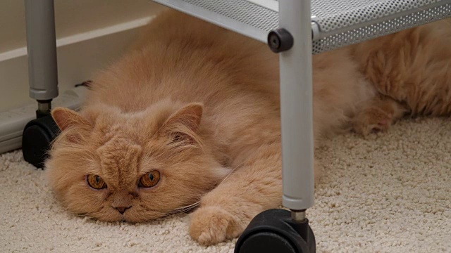波斯猫滑稽的脸在地板上的动作视频下载