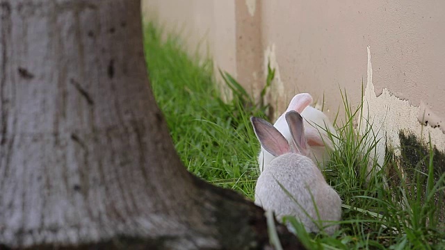 灰色的兔子在绿色的草地上。视频素材