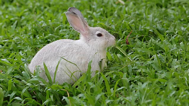 灰色的兔子在绿色的草地上。视频素材