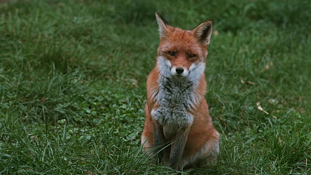 红狐狸，秃鹫，成年站在草地上，诺曼底，实时4K视频素材
