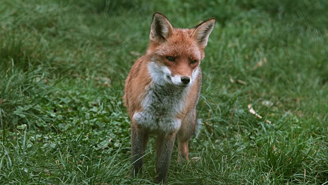 红狐狸，秃鹫，成年站在草地上，诺曼底，实时4K视频素材