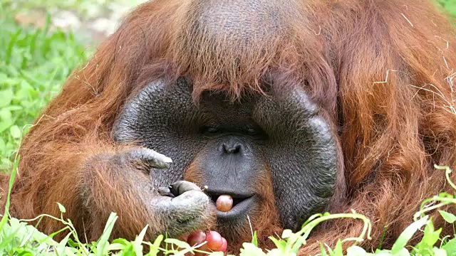 近距离观察猩猩吃葡萄。视频素材