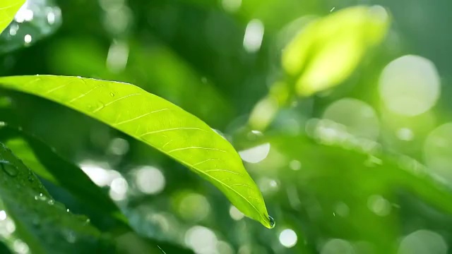 高清慢动作:绿叶和水滴在绿色阳光的背景视频素材