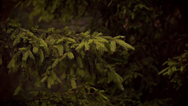 雨中看到的绿色云杉针叶视频素材