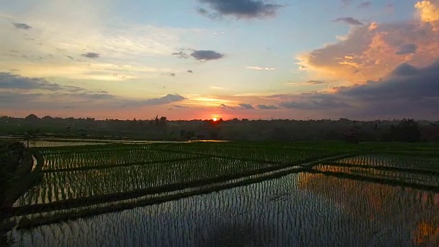 在日落时飞过稻田。巴厘岛,印度尼西亚视频素材