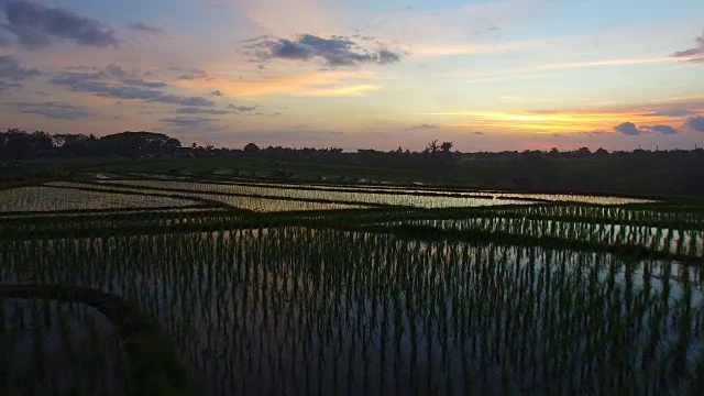印尼巴厘岛乌布，日落时稻田上空的风景航拍镜头视频素材