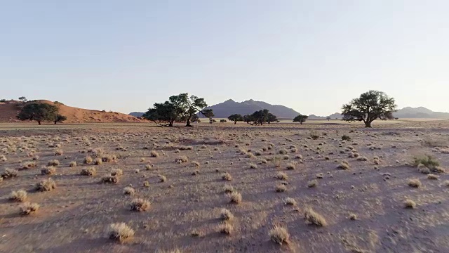 日落时分的纳米比亚沙漠。道路和树木的鸟瞰图视频下载