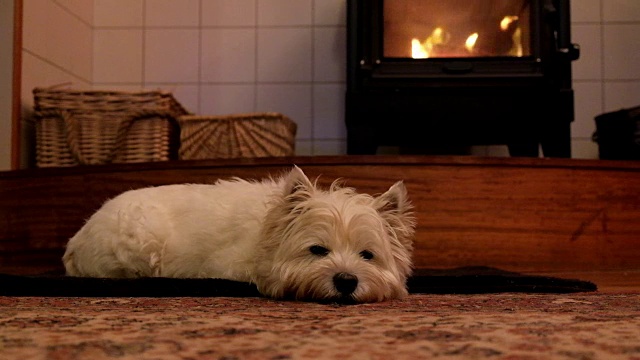 西部高地白色小猎犬在壁炉前的地毯上放松视频下载