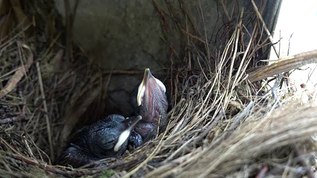 饥饿的东方喜鹊幼鸟，叫Copsychus saularis，呼唤食物。视频下载