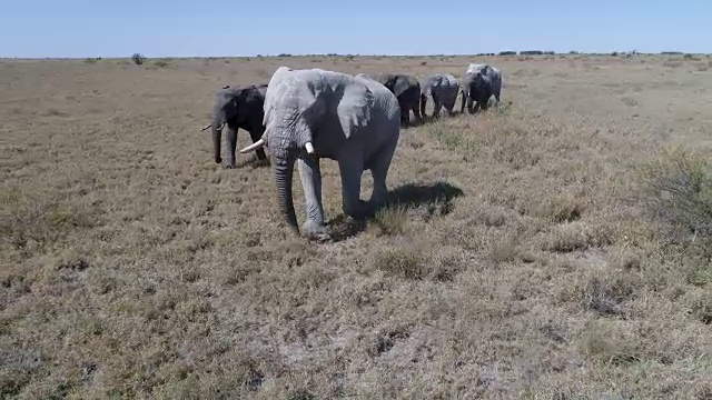 大象在博茨瓦纳草原上行走的鸟瞰图视频素材