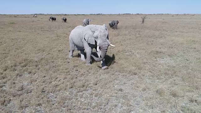 大象在博茨瓦纳草原上行走的鸟瞰图视频素材