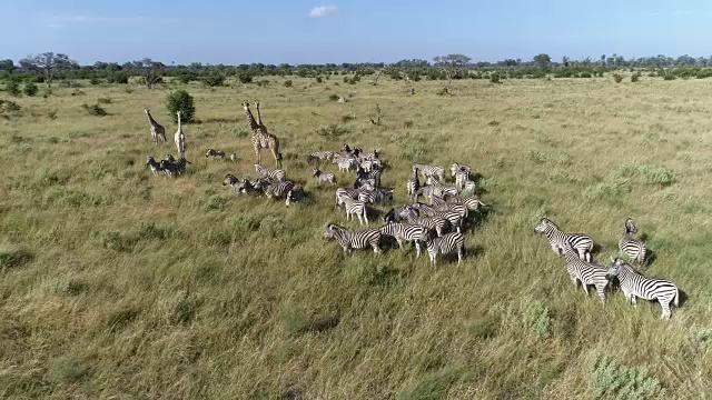 空中特写的斑马和长颈鹿在奥卡万戈三角洲的草原视频素材
